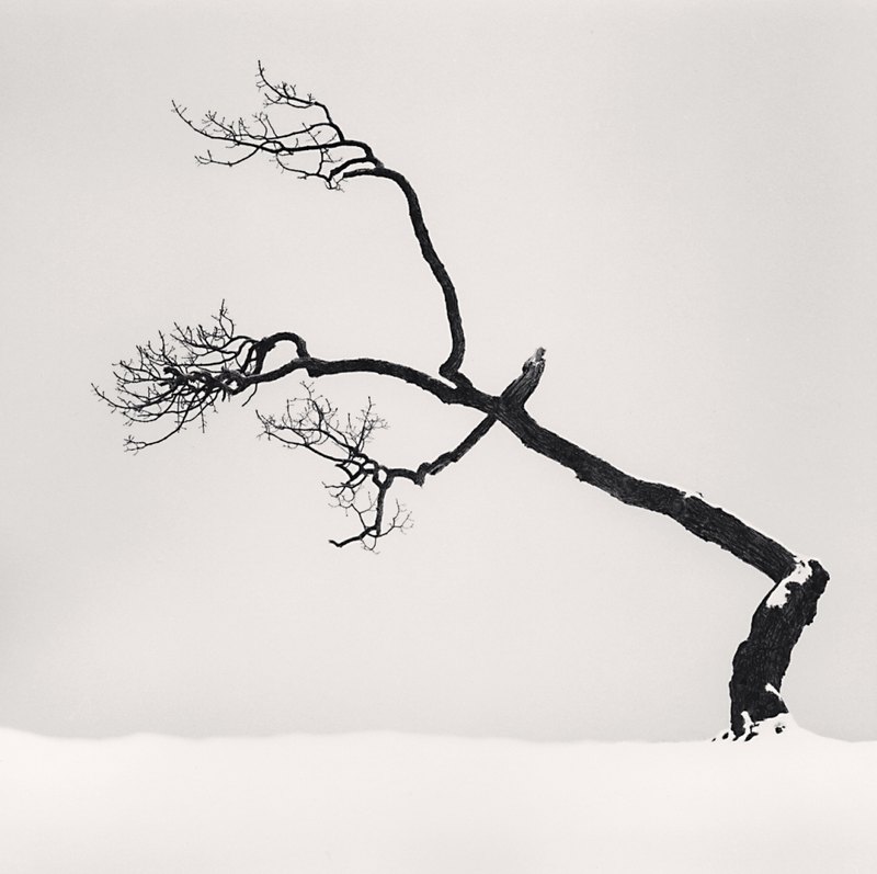 Un árbol inclinado con tres ramas hacia la izquierda, sobre una franja de nieve y un fondo blanco.