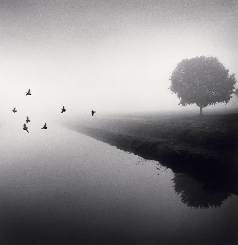 Pájaros volando sobre un canal con niebla; a la derecha, un árbol en la orilla y su reflejo oscuro en el agua.