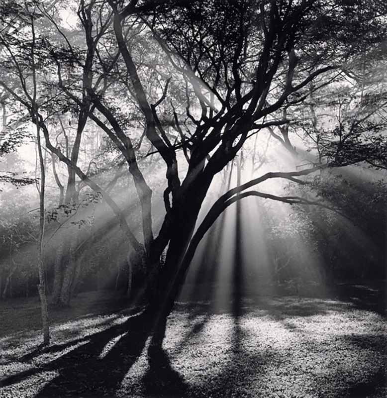 Un árbol a contraluz con rayos de sol que atraviesan la bruma y proyectan sombras largas sobre el suelo.