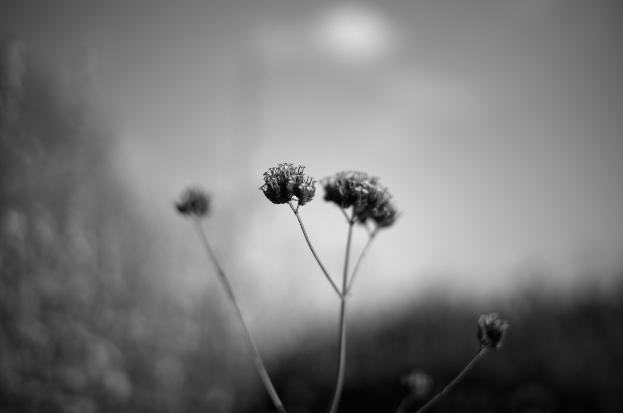 Flores silvestres de tallo fino sobre un fondo desenfocado.